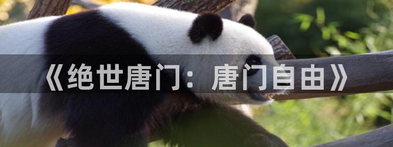 歪歪漫画无删减网站：《绝世唐门：唐门自由》